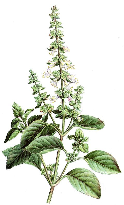 BASIL ESSENTIAL OIL Uses and benefits doctorsaliarmo