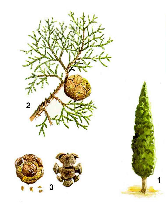 ACEITE ESENCIAL DE CIPRES: Usos y beneficios